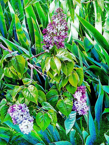 Verborgener Flieder enthüllen von Dorothy Berry-Lound