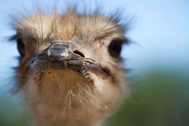 Ostrich by Ronald Bruijniks