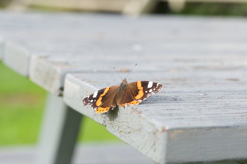 Atalanta Schmetterling auf Picknickbank von Bart van Wijk Grobben