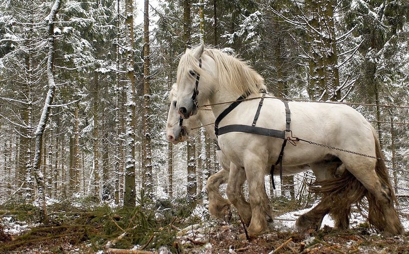 Work horses in the snow 5912004250 photographer Fred Roest by Fred Roest