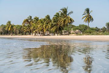 Palmbomen op het strand van Sanyang, Gambia van Peter Schickert