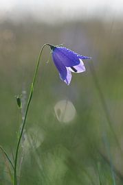 grasklokje in tegenlicht by Jan Roelof Brinksma