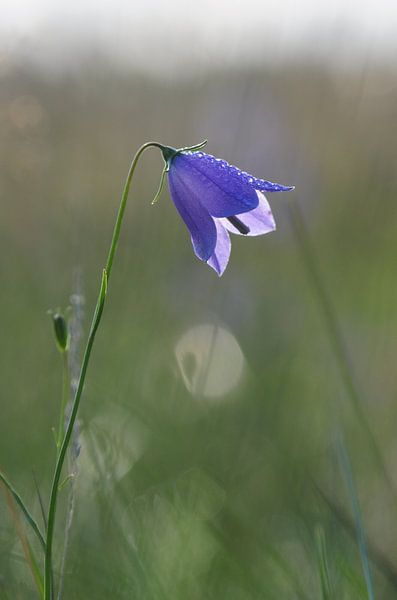 grasklokje in tegenlicht von Jan Roelof Brinksma