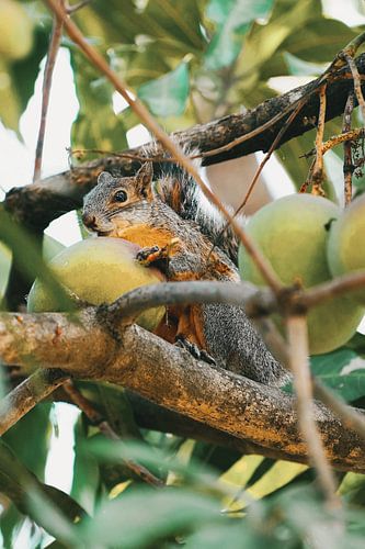 Squirrel in the mango tree. by Isis van de Put