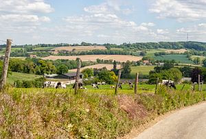 Grazing cows on the South Limburg hills