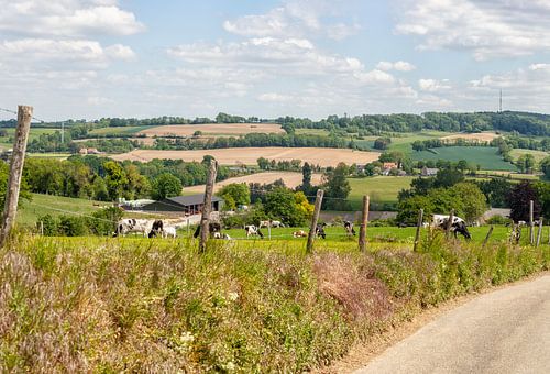 Grazende koeien op de Zuid-Limburgse heuvels