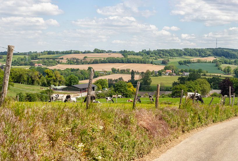 Grazende koeien op de Zuid-Limburgse heuvels van John Kreukniet