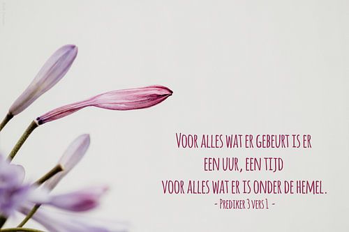 Bijbeltekst Prediker 3 vers 1 nbv