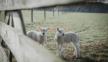 Schaap lammetjes