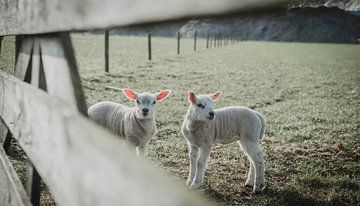 Schaf lamm von Daphne Jonkers