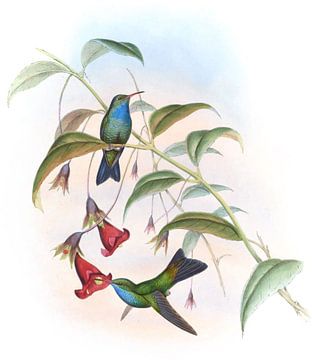 Reeve's saffier, John Gould van Hummingbirds
