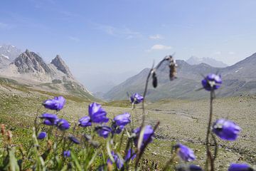 Mont Blanc: Een spectaculaire langeafstandswandelroute door Frankrijk, Italië en Zwitserland - vol gletsjers, bergtoppen, alpenweiden en prachtige bergmomenten. van Miriam Schwarzfischer Fotografie