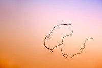 Une branche dans la neige en couleur