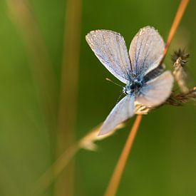 Butterfly von Richard Lentjes