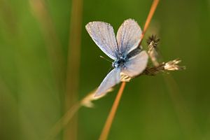 Butterfly van Richard Lentjes