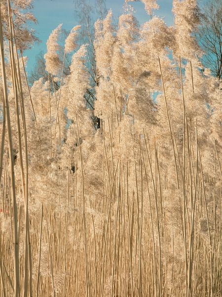 Nature photo: Pampas grass by Niels van der A