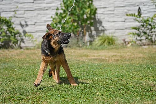 Schapenhond (puppy) speelt onder de tuindouche