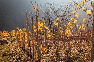 Herbstliche Weinberge oberhalb von Oberwesel von Christian Müringer