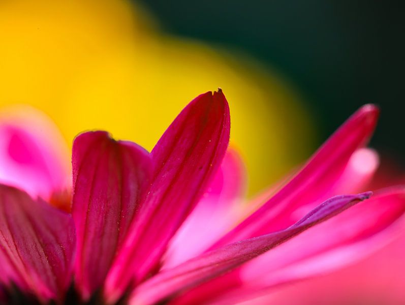 echinacea by Marieke Funke