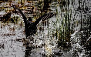 Eine Kanadagans, die das Wasser genießt