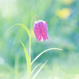 Wilde kievitsbloem in tegenlicht van Marcel Klootwijk