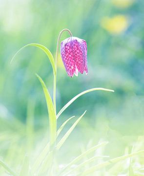 Wilde Kiebitzblume im Gegenlicht von Marcel Klootwijk