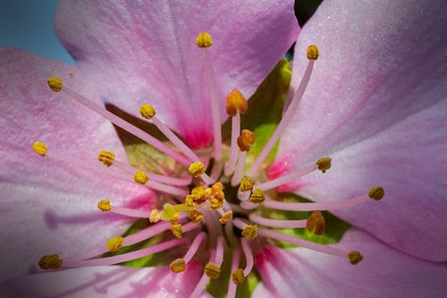 Makro-Aufnahme Mandelblüte