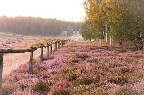 bloeiende heide op een mistige zonnige morgen