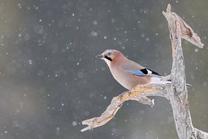 Eichelhäher ( Garrulus glandarius ) im Winter bei Schnefall auf dem Ausguck, wildlife, Europa.