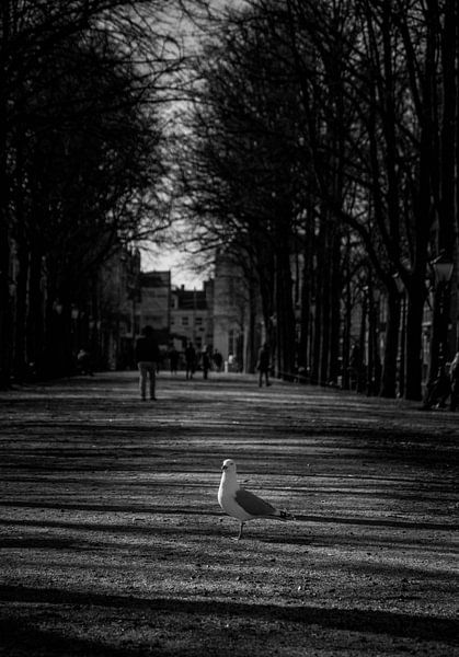 Kleine Taube in der Mitte der Straße von Pix-Art By Naomi.k