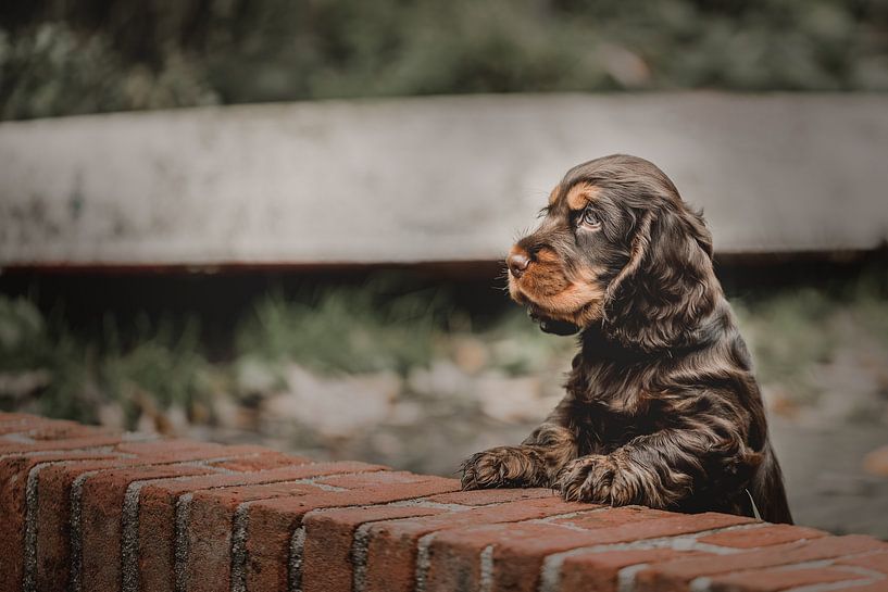 Urban Dog Charlie by GoWildGoNaturepictures