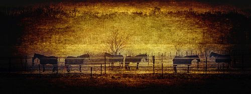 Paarden op een manege (panorama)