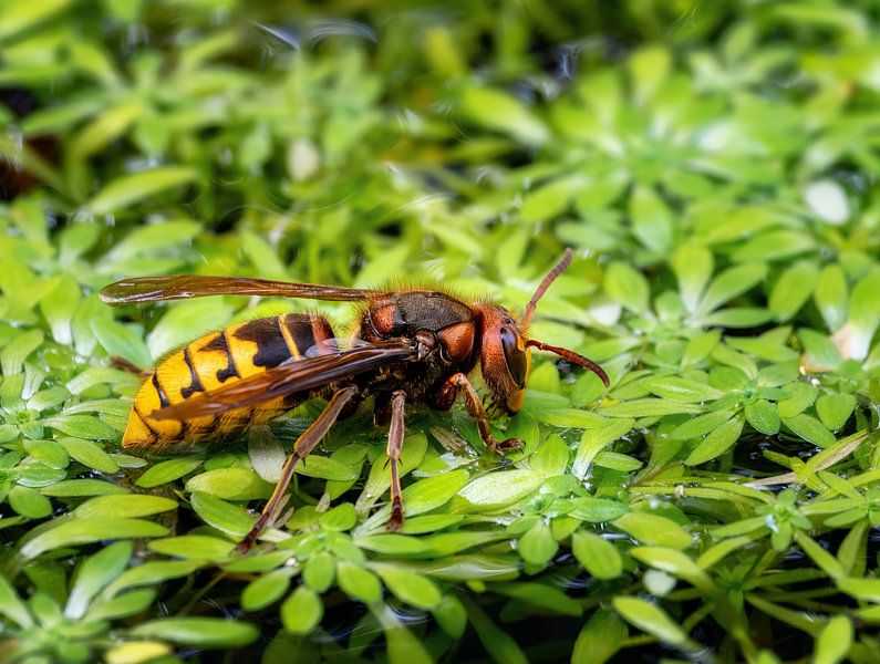 Macro d'un frelon sur une étoile d'eau par ManfredFotos