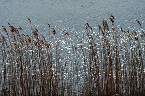 Wuivend riet van Anouschka Hendriks