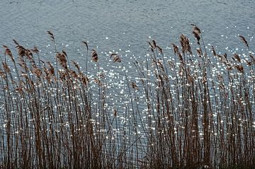 Waving Reed by Anouschka Hendriks