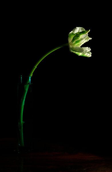 Tulip in a vase by Thomas Jäger