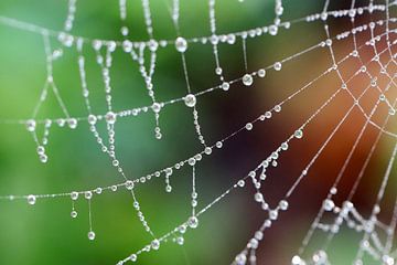 Spinnennetz mit Tautropfen von Linda de Klein