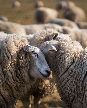 Schapen in het voorjaar van Martin Podt