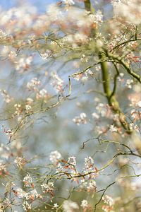 Blühender Baum