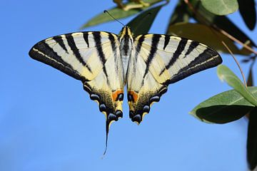 Kleurrijke vlinder in Sicilië
