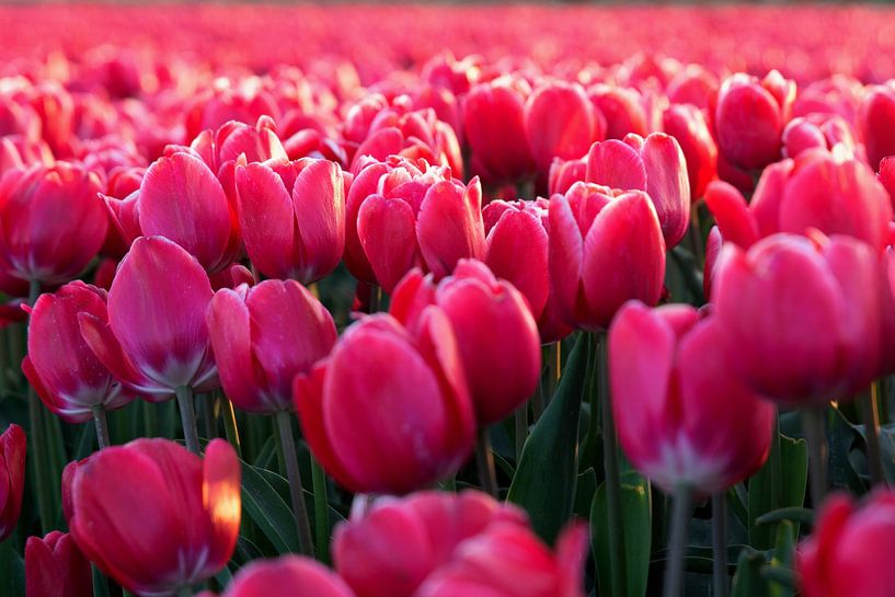 tulips pink by Henriette Tischler van Sleen