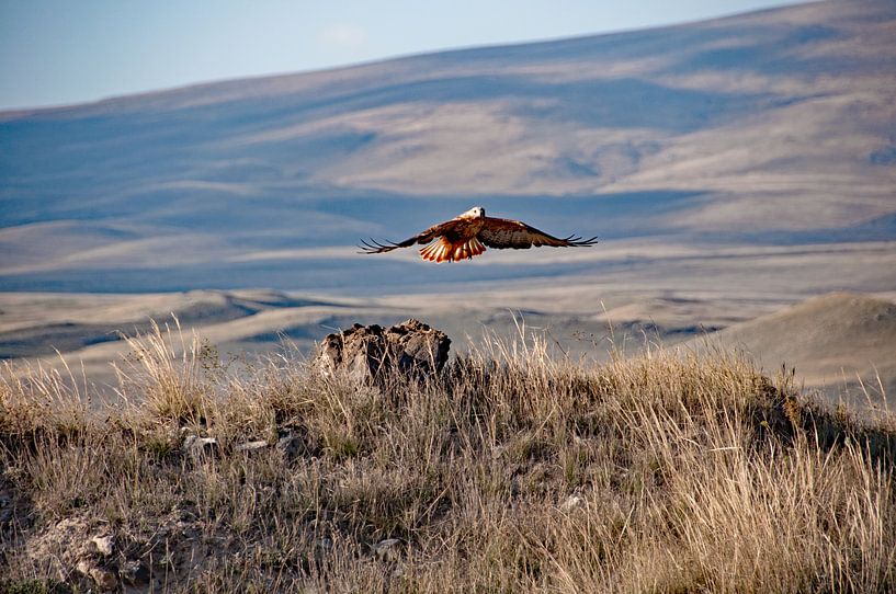 Opvliegende roofvogel bij Zorats Karer in Armenië van Anne Hana
