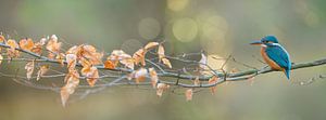 Eisvogel panorama