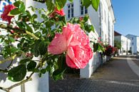 Rosa Hochstammrosen am Circus in Putbus auf Rügen von GH Foto & Artdesign Miniaturansicht