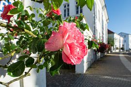 Pink high trunk roses at the Circus in Putbus on the island of Rügen by GH Foto & Artdesign