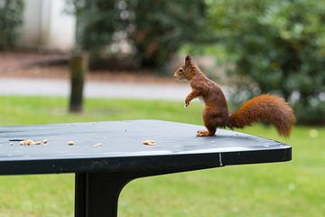 red squirrel looking for seeds and other foods and find peanuts on garden table van ChrisWillemsen