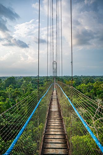 Hangbrug boven het Amazone-woud, Ecuador