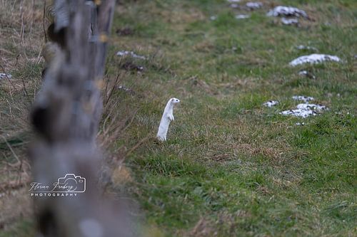 Hermelijn foto in een boomgaard