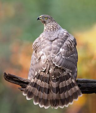 Goshawk shows off its plumage by Larissa Rand