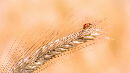 Ladybug